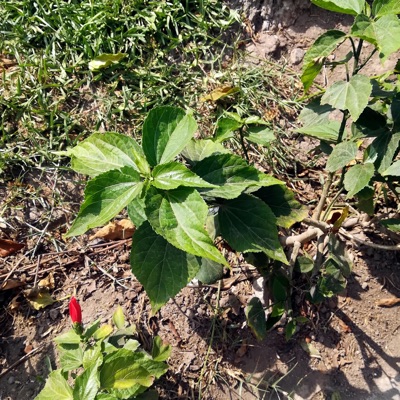 Primitiva Chumiculca - Soledad Incontrolada