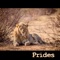 Dimorphic - Prodigal Puffins lyrics