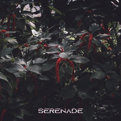 Serenade - Single