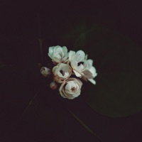 Affection - Single - Sappheiros