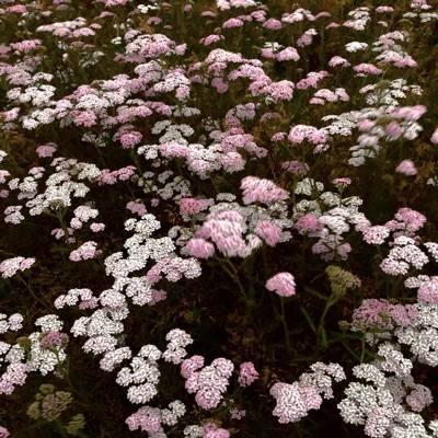 Nostalgia Rant - Single