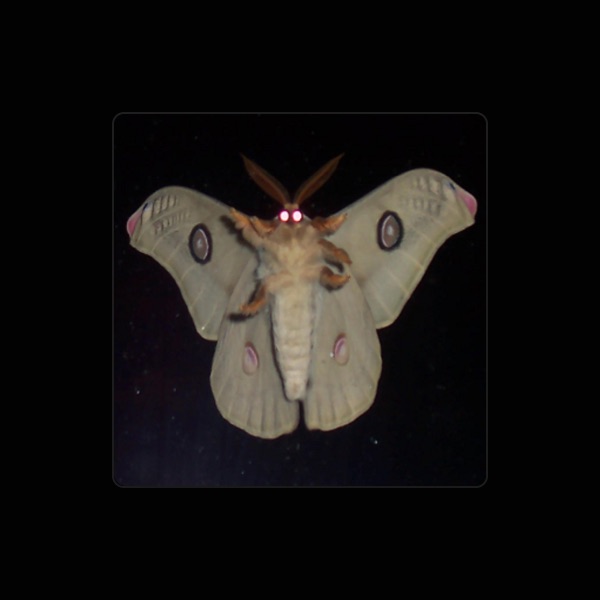 Kirkis's avatar