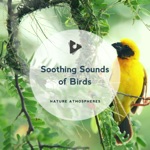 Nature Atmospheres & Calm Bird Sounds - Blue Jay