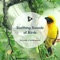 Sparrow - Nature Atmospheres & Calm Bird Sounds lyrics