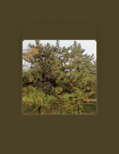 Listen to Xingguang Fan, watch music videos, read bio, see tour dates & more!