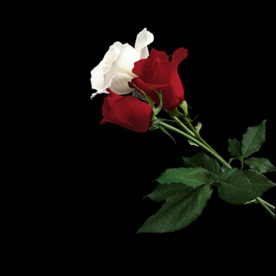 Fallin' for You - Single