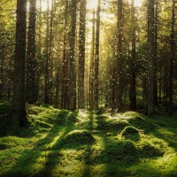 Lost Woods - Single - John Theodore