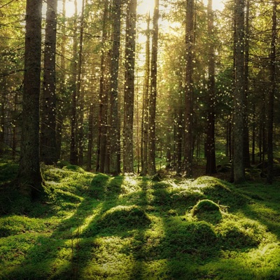 Lost Woods - Single