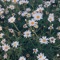 White Bronco - Single