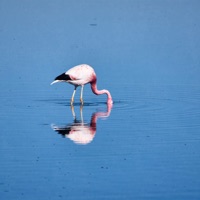 Dreams - EP - Mood.Night