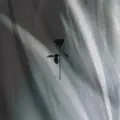 Capella