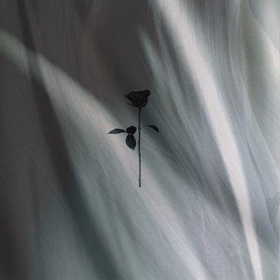 Stardust - Single