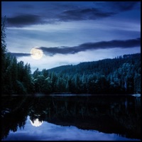 Midnight Meadow - Single - John Theodore