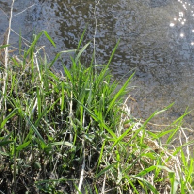 I Try Not to Make Friends - Single