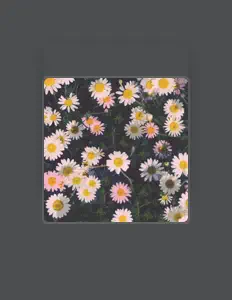 Sauce Kayを聴いたり、ミュージックビデオを鑑賞したり、経歴やツアー日程などを確認したりしましょう！