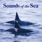 Sea Lions & Sandhill Cranes - John Grout lyrics