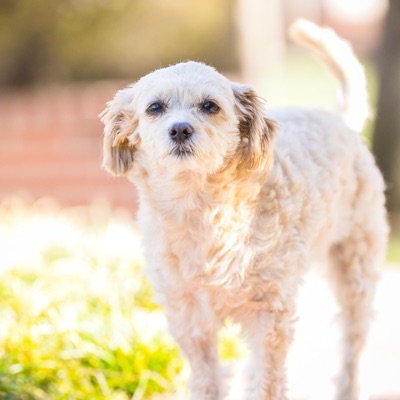 Everything You Asked For - Single