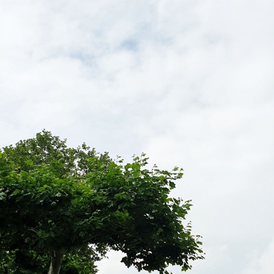 Landed Eagle - Single