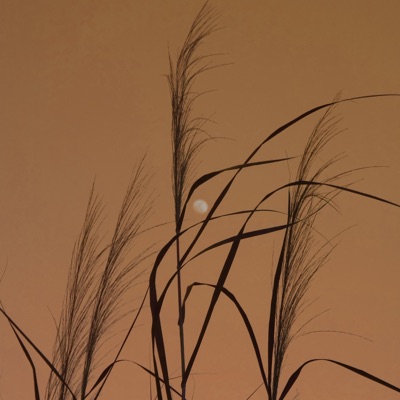 Symbiotic Link - Single