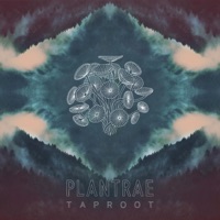 Taproot - Plantrae