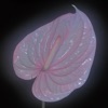 Flora Yin-Wong - Vale