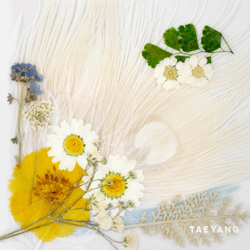 WHITE NIGHT - TAEYANG Cover Art