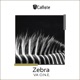 Zebra EP