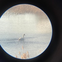 Bird Sanctuary EP - Saapato