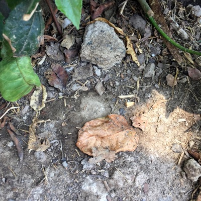 Candelario Yumac - Paloma Soltera