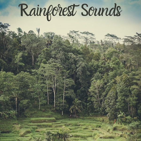 Rainforest Sounds - EP