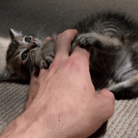 Stronghold (feat. Slayden MacGregor) - Single - Rourke & Sweetboikyle