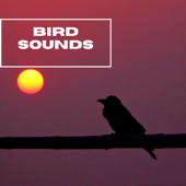 Bird Sounds In the Nature