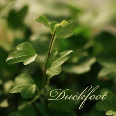 Duckfoot (A Short by Josh Lewis) - Single