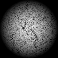 Grey - Single - Nickisgonenow