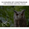 Owl Sounds and Owl Calls, Pt. 42 (Continuous No Gaps) - White Noise Radiance & Owl Sounds