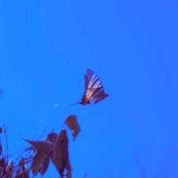 SQ IM GO DAVAM (feat. Worsedaze) - Single - KAY BE