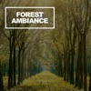 Forest Ambiance - Single