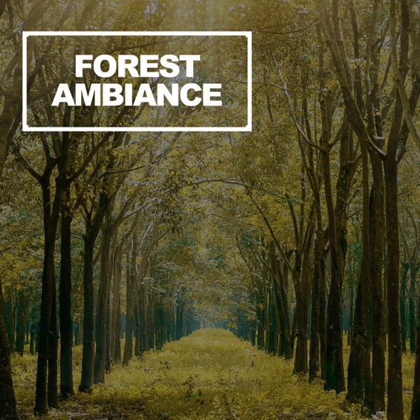 Forest Ambiance - Single