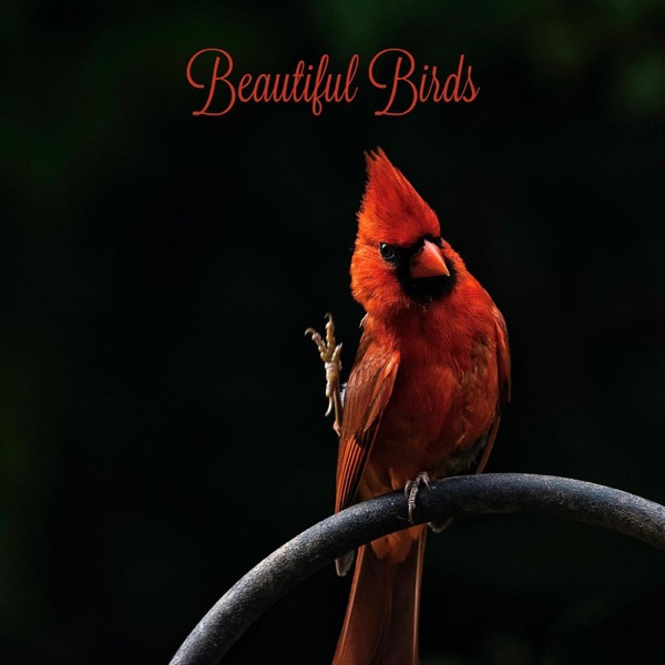Beautiful Birds - Single