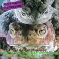 Trapper Ain't Got a Bird (Dub) (Bonus Track)