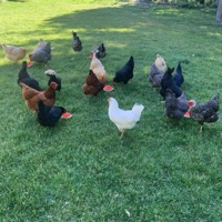 message (feat. angelicxmei, iluvpete, ksave, lunar, HIFIRE & kurnikcorp) - Single - Młody Yerba