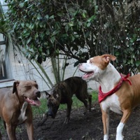 Punk Spice Volume 1 - Victoria Vicary