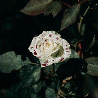 Painted Red - Single - BertieBanz & Ken Cavanaugh
