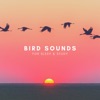 Bird Sounds For Sleep & Study