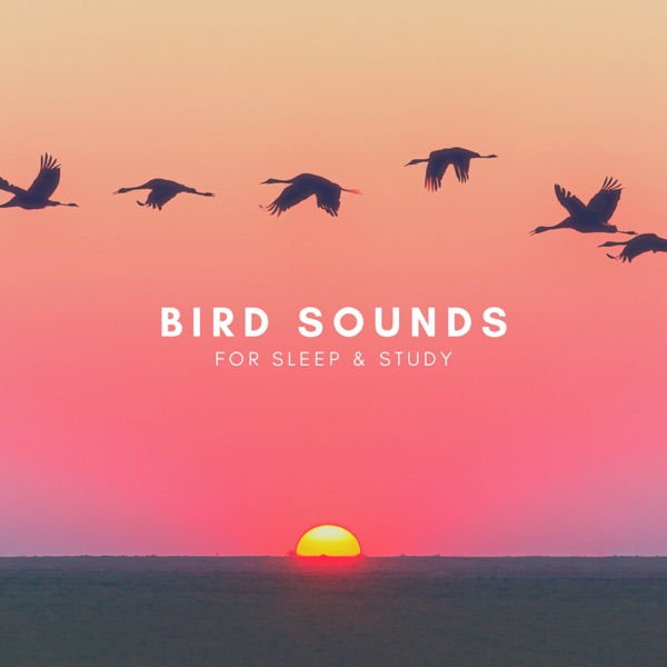 Download Natural Sounds, Natural Sounds Selections & Zen Sounds Bird Sounds For Sleep & Study Album MP3
