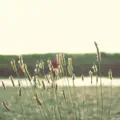 Nine
