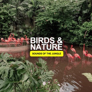 Birds & Nature - Sounds of the Jungle - EP