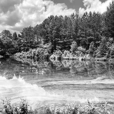 Divine Tree (feat. Chris Worldwide) - Single