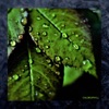 Nisu - Chlorophyll