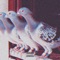 Pigeons - Delamoe & Blue Hands lyrics